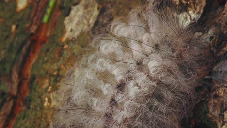 White hairy moth caterpillar crawls along tree bark in Peru’s Amazon, shown in extreme closeup.