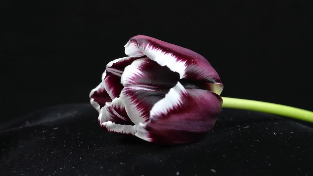 Fringed purple tulip tilting right, frame progression revealing stem for product shoot