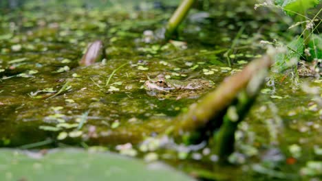 medium shot of a green pool frog standing camouflaged by leaves