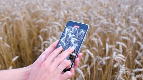 recording a wheat field with a smartphone