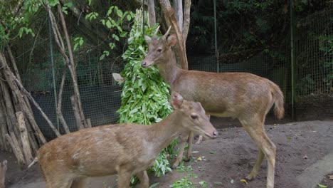 dos ciervos mordisqueando hojas verdes de un pozo de alimentación