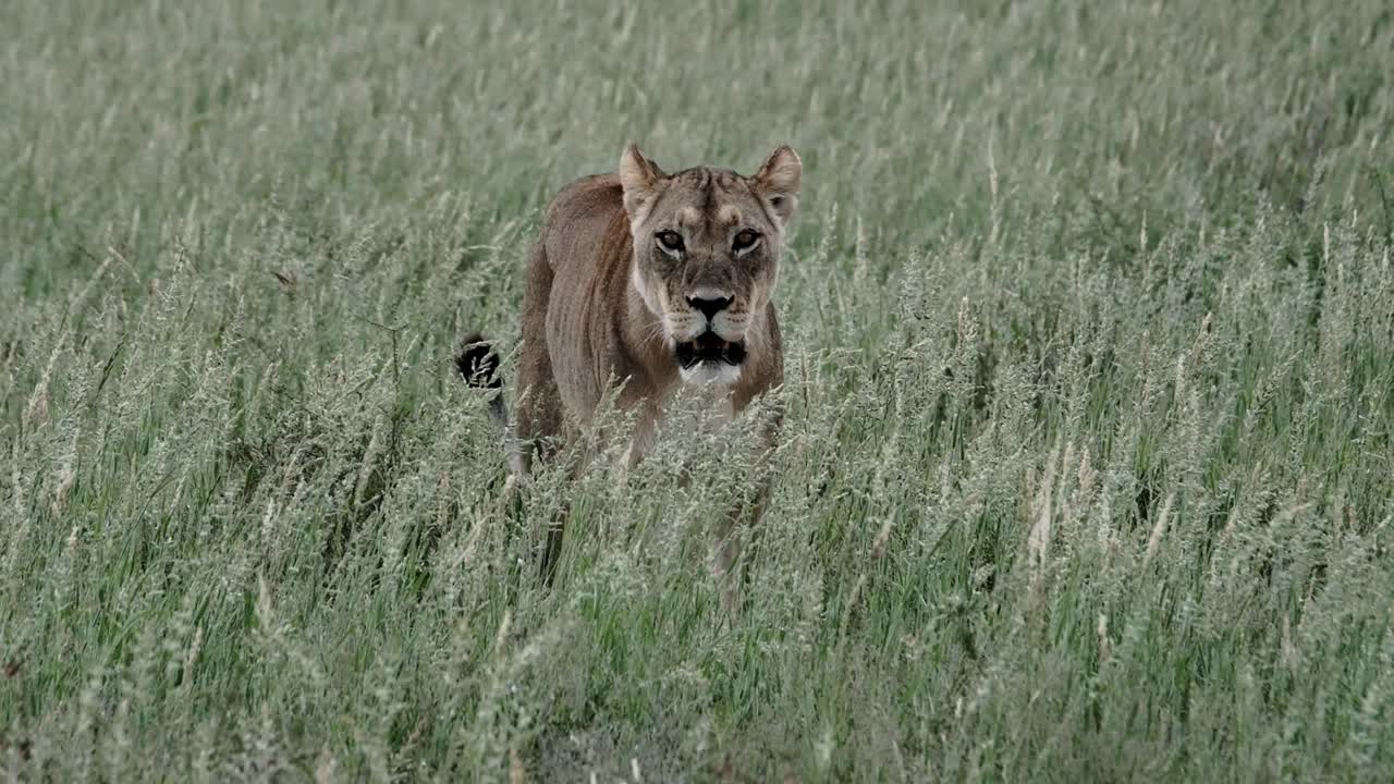 Aggressive female lion walking through tall green grass in the Kalahari of South Africa