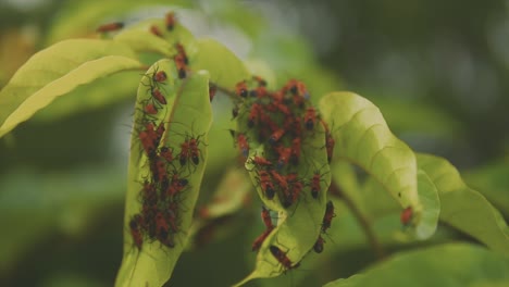 Close-up-fixed-clip-of-many-red-insects-crawling-on-green-leafy-plant