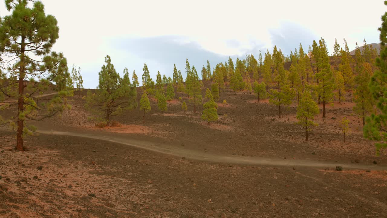 Explore the stunning views of Teide, where tall pine trees stand against a backdrop of unique volcanic terrain. The harmony of nature is highlighted in this serene landscape.