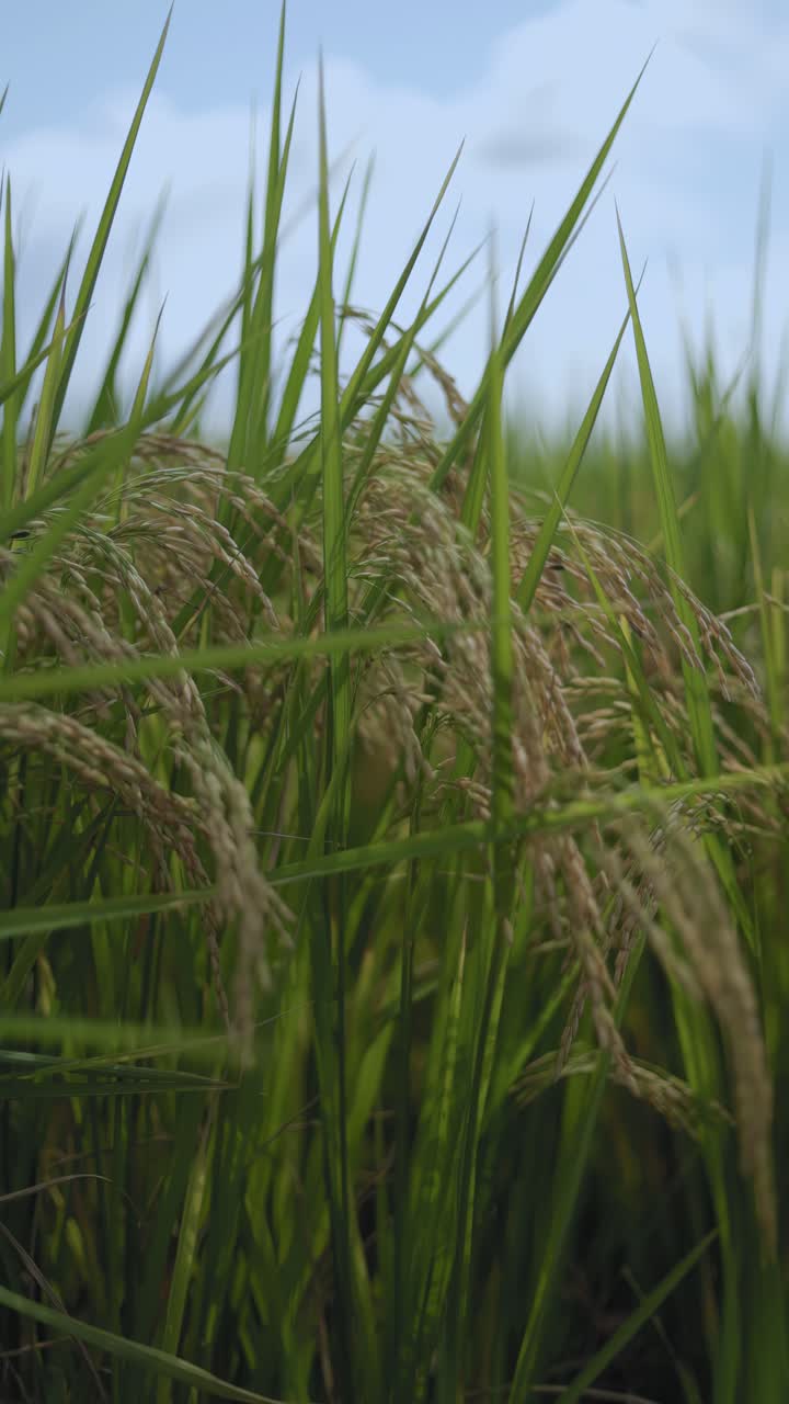 Slow-motion shot of rice plants during harvest