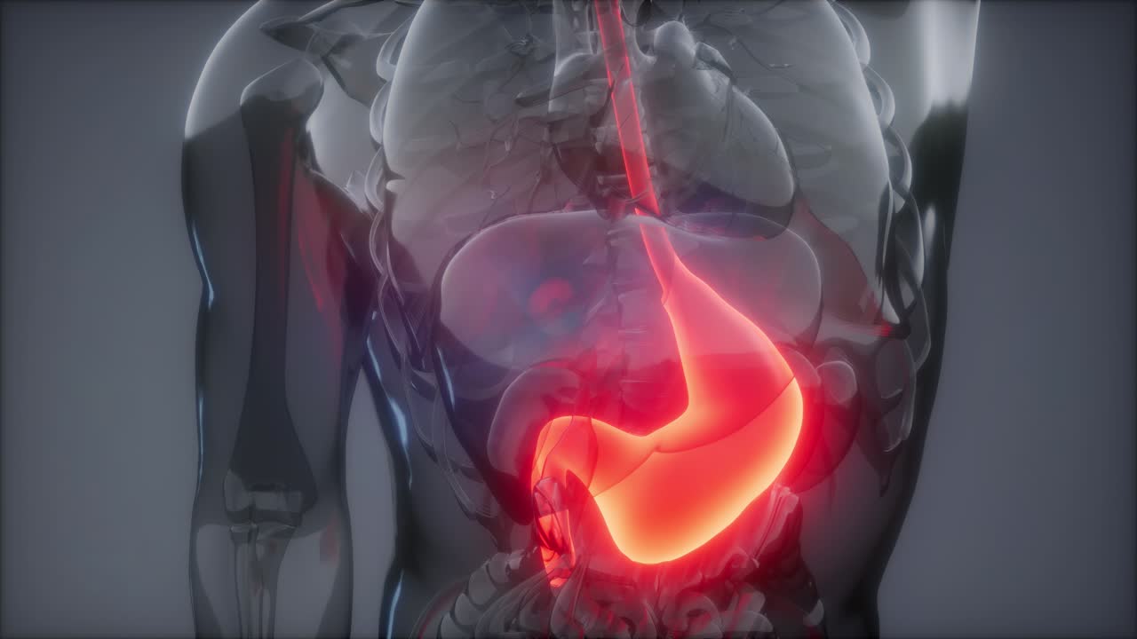 Human Stomach Radiology Exam