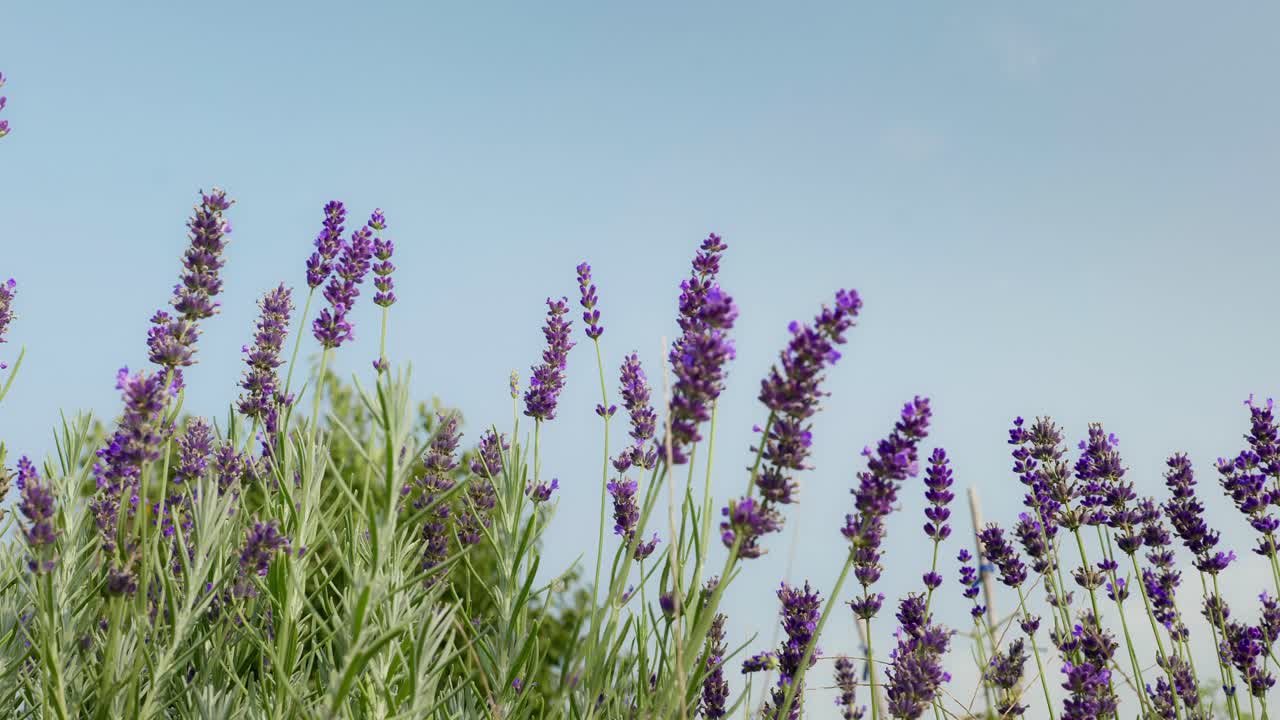 Piante di lavanda riprese nel mio giardino durante una calda mattina di settembre