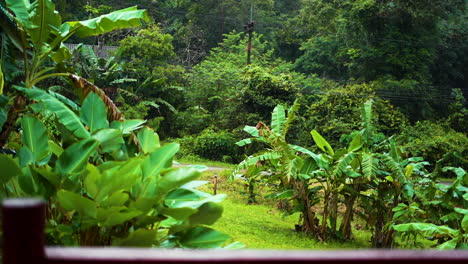 rain with tropical trees background, thailand