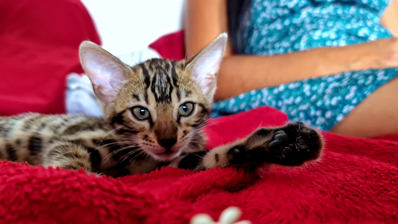 A cute and fierce looking striped kitten is on a blue carpet with its owner.