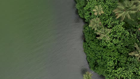 Toma-Aérea-De-4k-De-Arriba-Hacia-Abajo-De-Cocoteros-Junto-A-La-Corriente-Del-Río-En-La-Isla-De-Munroe,-Lago-Ahtamudi,-Kerala