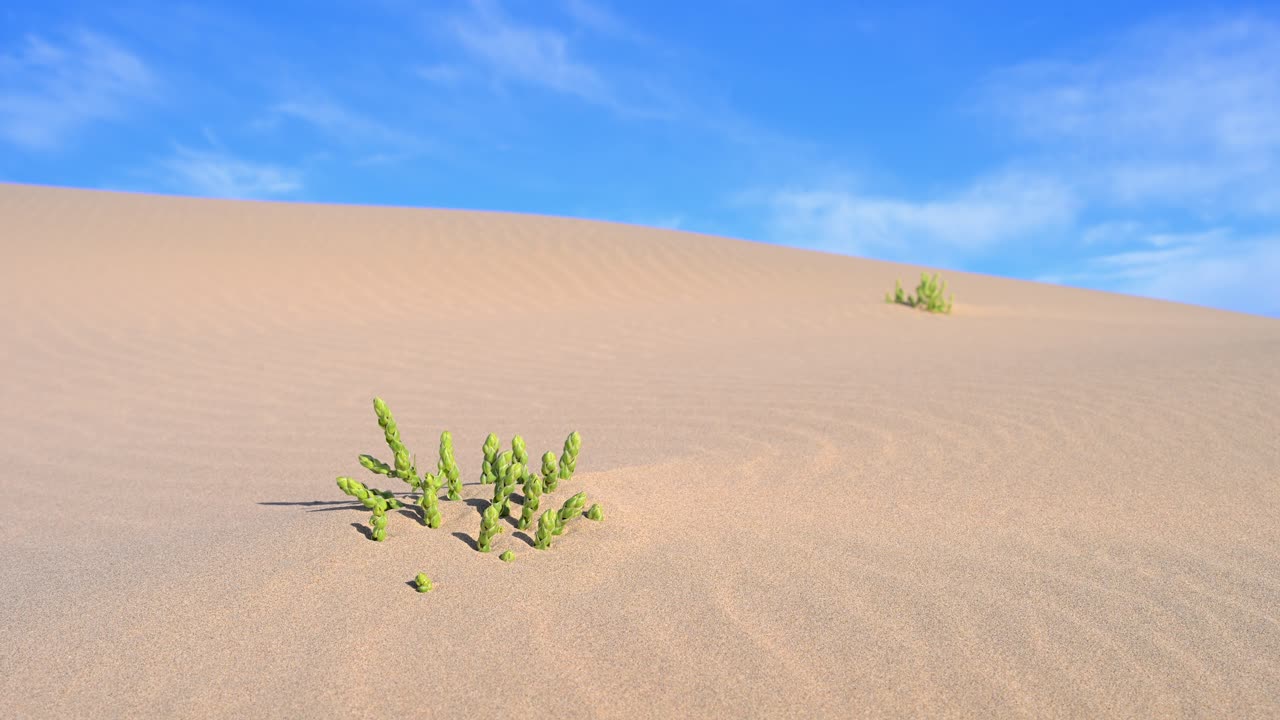 Sand dune with succulents