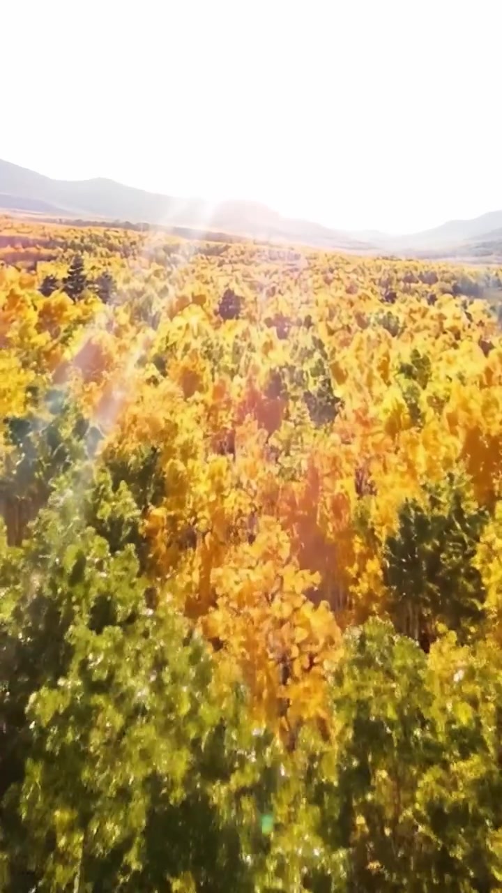 Lebendige Herbstlandschaft mit goldenem Laub, das sich über sanfte Hügel unter strahlender Sonne erstreckt und die Essenz der Naturverwandlung einfängt