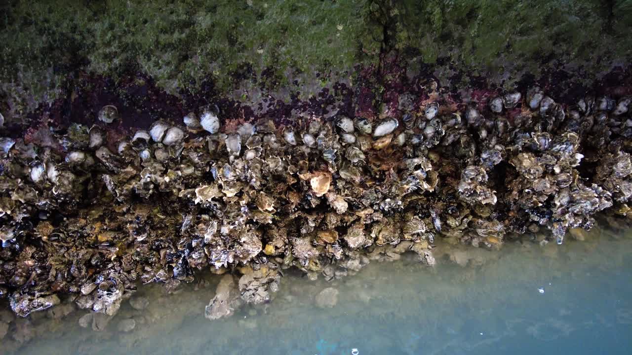 montones de conchas marinas en la orilla del río de venecia, italia