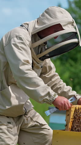 bee farmer carefully places the full frame into the hive and shakes off the bees slowly. man gets the empty wax frame and uses a brush to get rid of insects. vertical video
