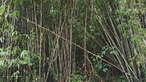 tiro de camión izquierdo medio de una planta de bambú natural en un bosque de bambú en la selva en koh chang tailandia