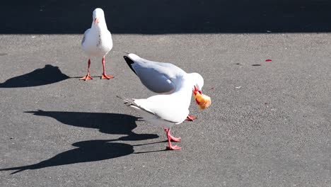 las gaviotas compiten por comida en los mercados de victoria.