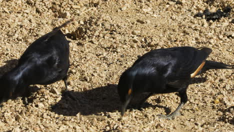 Two Pale-winged Starlings hop across the dry, sandy ground in Namibia, pecking for food. The birds simultaneously stare into the camera with their yellow eyes.