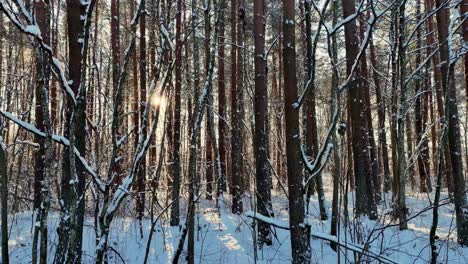 Camión-Con-Plataforma-Rodante-A-La-Derecha-Del-Bosque-En-Invierno,-El-Sol-Es-Visible-A-Través-De-Los-árboles-En-Un-Hermoso-Día-De-Invierno