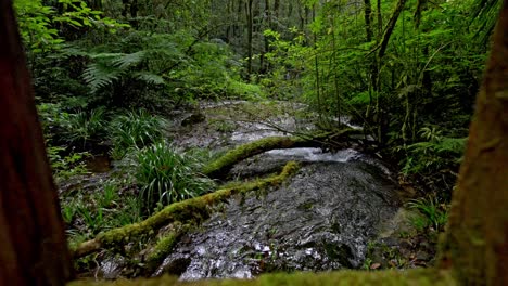 Quellgebiet-Des-Tropischen-Waldes-In-Thailand