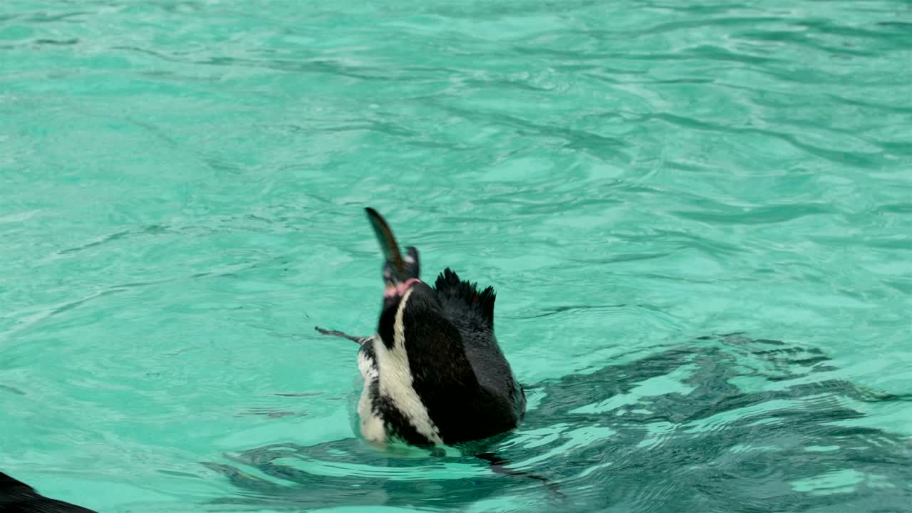 algunos pingüinos nadando en el estanque