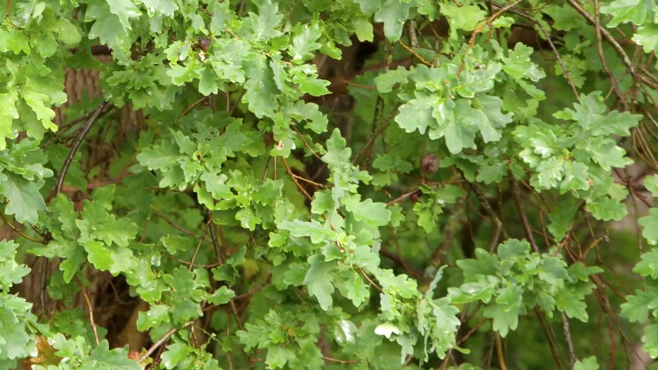 Il fogliame verde e rigoglioso di una quercia europea si muove dolcemente nella brezza estiva