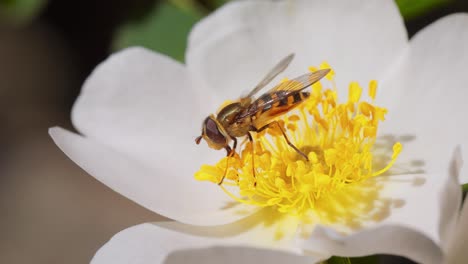 Sírfidos,-Moscas-De-Las-Flores-O-Moscas-Sírfidos,-Insectos-De-La-Familia-Syrphidae.-Se-Disfrazan-De-Insectos-Peligrosos,-Avispas-Y-Abejas.-Los-Adultos-De-Muchas-Especies-Se-Alimentan-Principalmente-Del-Néctar-Y-El-Polen-De-Las-Flores.