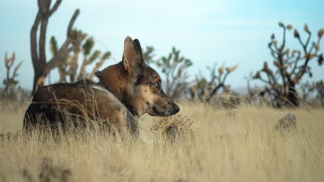 coyote inside joshua tree forest in mojave national preserve park, california, usa