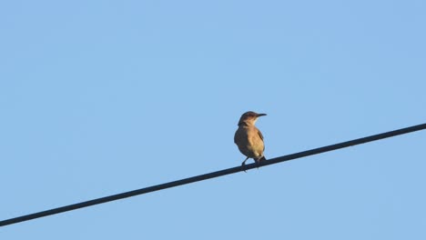 a rufous hornero perched on a cable, moving a bit and taking off