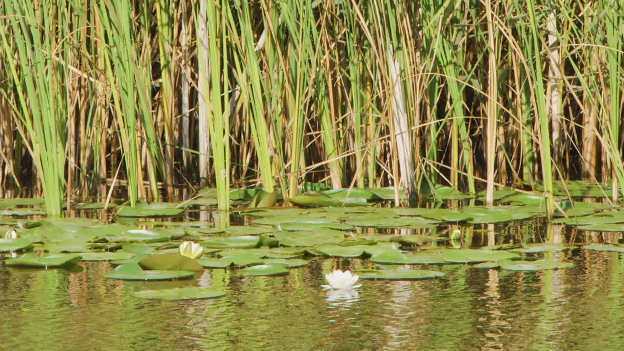 A slow camera pan captures white water lilies floating before a dense wall of reeds