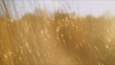 Eine-Nahaufnahme-Von-Binsen,-Die-Während-Der-Goldenen-Stunde-Im-Wind-Wehen