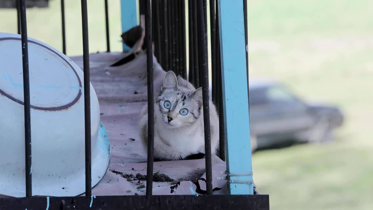 케이지에 앉아있는 고양이의 놀라운 표정