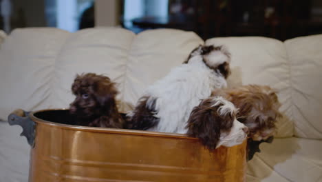 unexpected gift for christmas - a basket of cute puppies