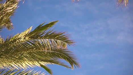 Hojas-De-Palmera-Tropical-Moviéndose-Con-El-Viento