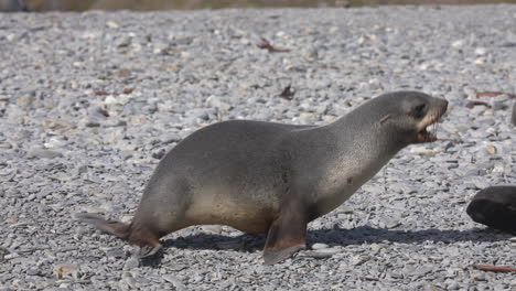 Cría-De-Foca-Antártica-En-La-Playa-Siguiendo-A-Su-Madre-En-Un-Día-Soleado,-Cámara-Lenta