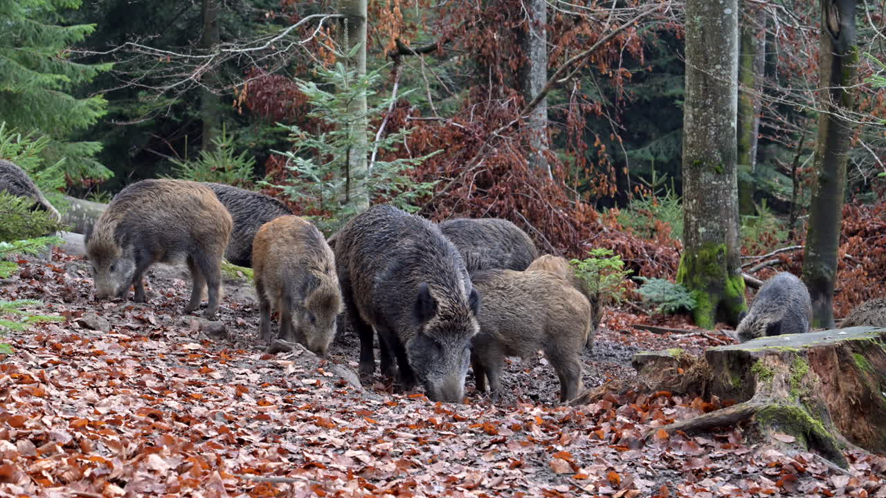 Branco di cinghiali (Sus scrofa) che cerca cibo nel terreno fangoso e ghiacciato nella foresta. Slow motion.
