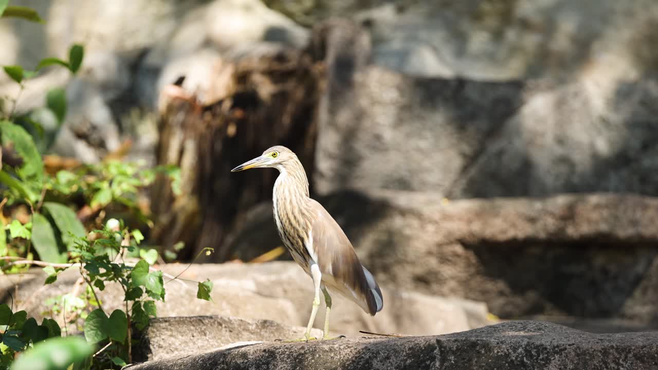 바위 위의 헤이론