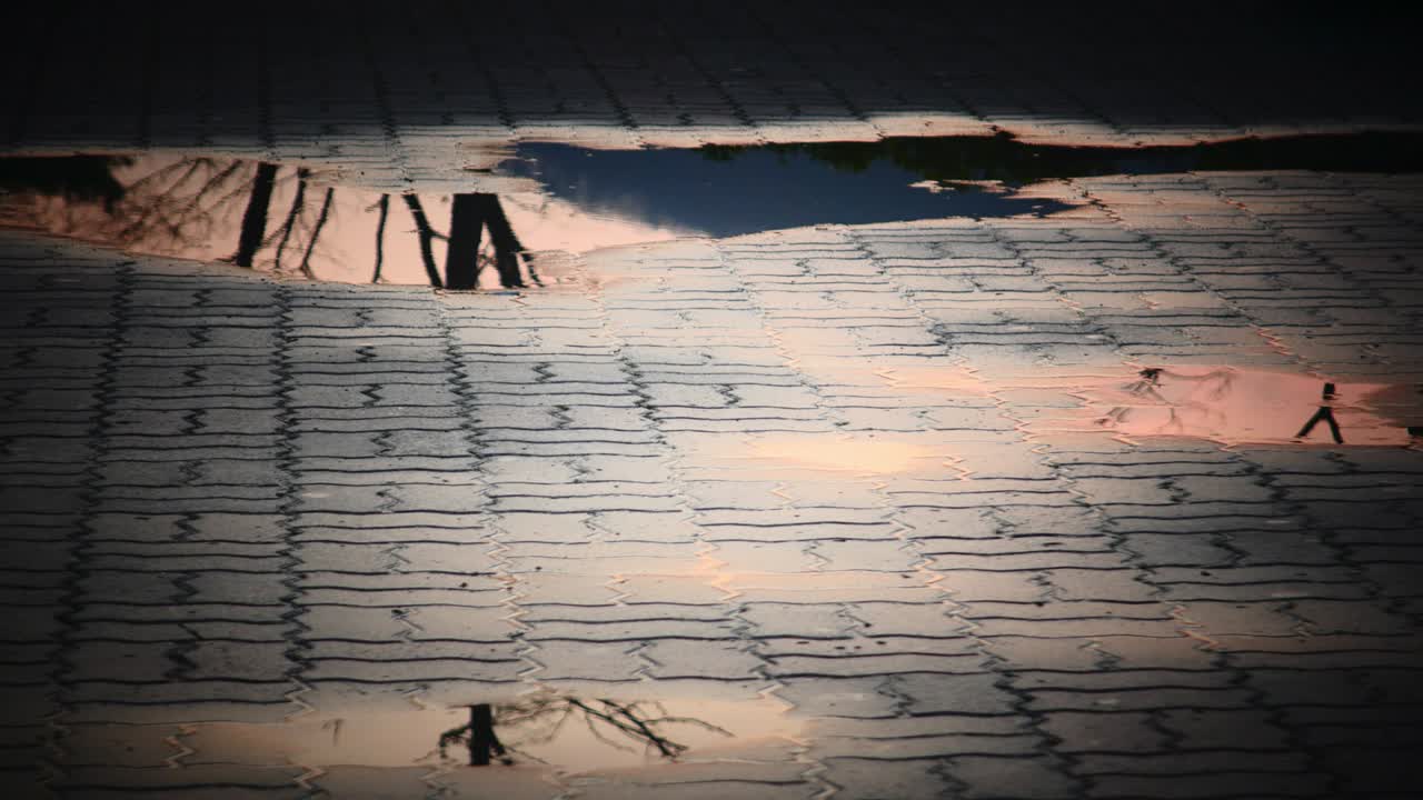 거리의 웅이 반사