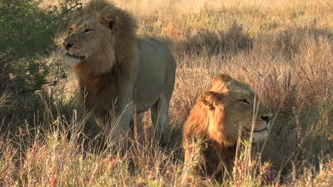 male lion scent marking in african savannah grassland