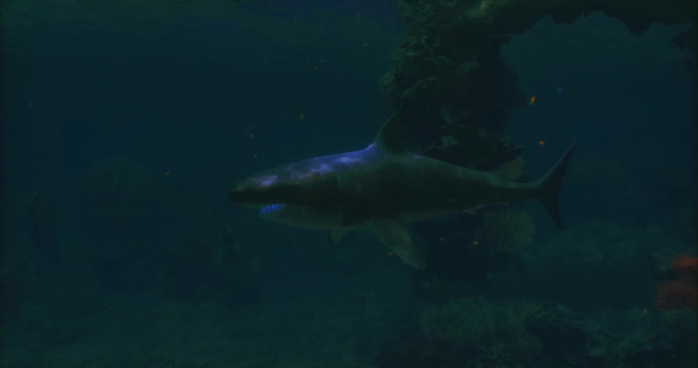 Exploring the mysteries of the underwater world with a swimming shark