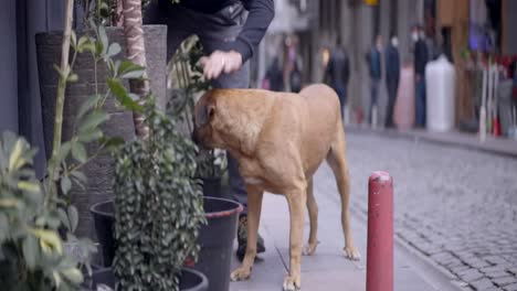 man interacting with a street dog in a city street