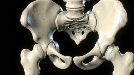Detailed 3D Visualization of Human Pelvis and Ribcage Anatomy, Highlighting Skeletal Structure and Connection Points for Educational Purposes