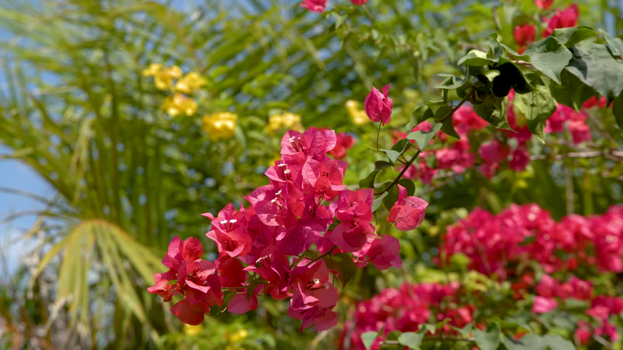 Bunga bougainvillea merah muda cerah bergoyang lembut dengan latar belakang tropis hijau rimbun di bawah sinar matahari.