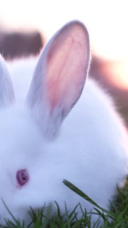 easter symbol rabbit on green grass at sunset
