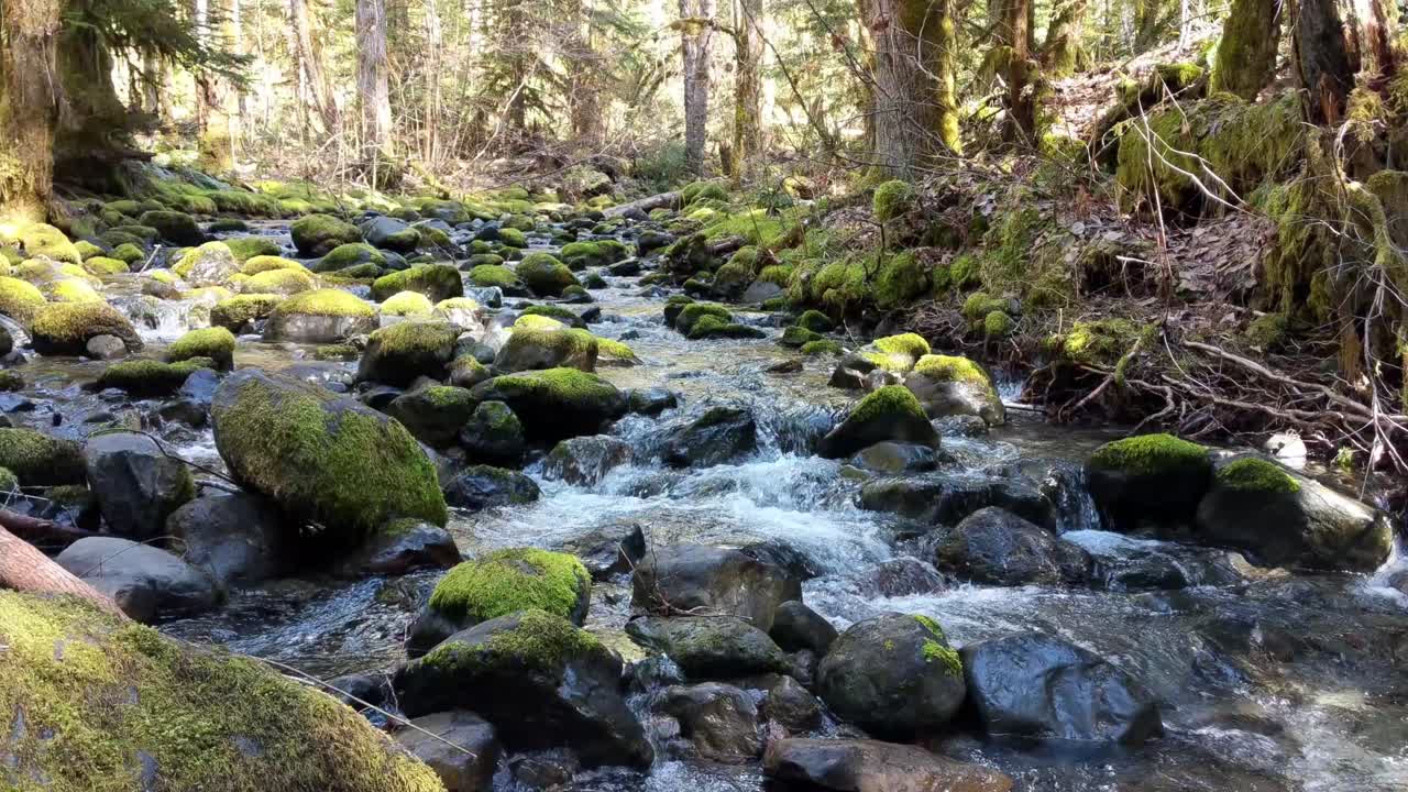 Vand strømmer over mosdækkede klipper i skoven i Olympic National Forest