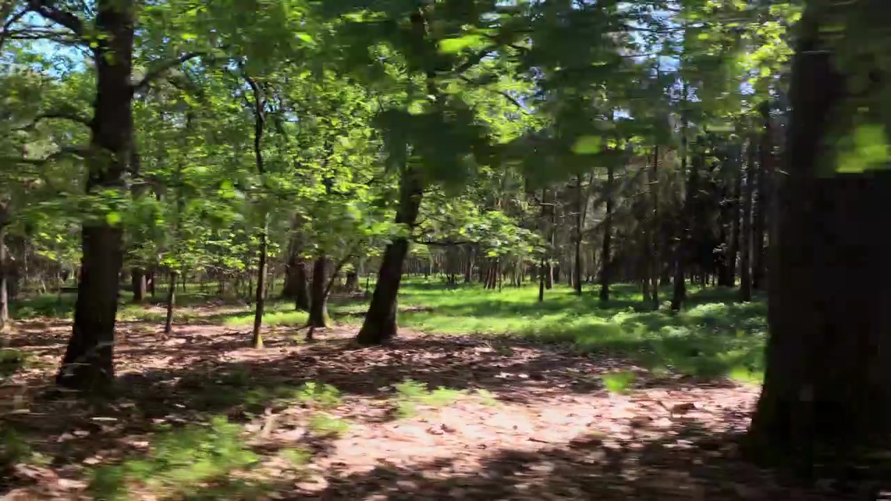 Guidando accanto alla fitta foresta in una giornata di sole.