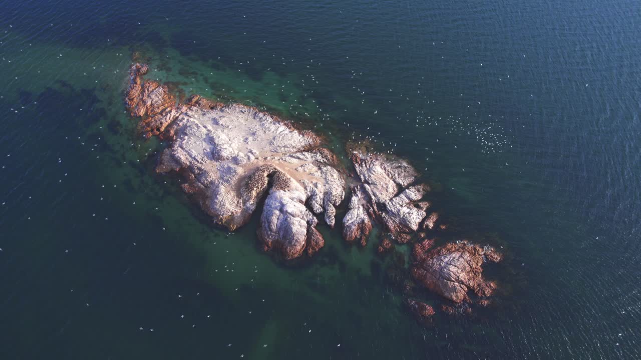 Aerial View of a Island covered with thousands of Gulls flying with deep blue sea surrounding it at bahia bustamante