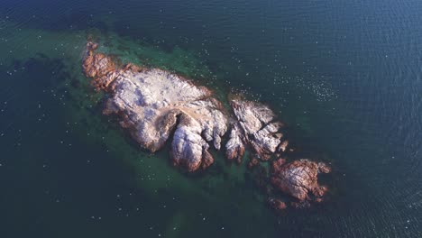 Aerial-View-of-a-Island-covered-with-thousands-of-Gulls-flying-with-deep-blue-sea-surrounding-it-at-bahia-bustamante