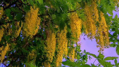 Flor-De-Cadena-Dorada-Florece-En-Un-árbol---Cerrar-El-Lapso-De-Tiempo-De-Movimiento