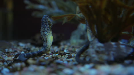 cerca de un caballito de mar barrigón bajo el agua en el acuario de florida en tampa, florida