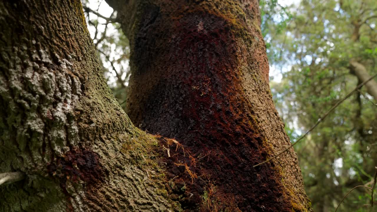 A mid shot capturing ants scurrying across the textured bark of a tree, showcasing their diligent movement and the intricate details of nature.